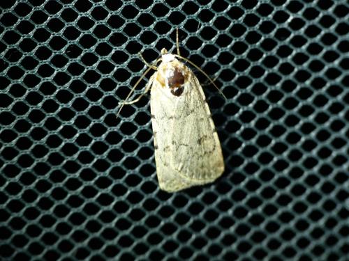 Réf. 294 597 : Caradrina sp.